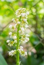 White hyacinth Royalty Free Stock Photo