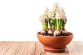 White hyacinths blooming in terracotta flower pot on rustic wooden table isolated against white background. Spring flowers design Royalty Free Stock Photo