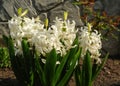 White hyacinths Hyacinthus orientalis of the `Aiolos` variety in the garden