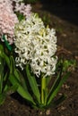 White hyacinths (Hyacinthus orientalis) of the \'Aiolos\' variety in the garden on a sunny morning
