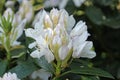 White hybrid Rhododendron flowers and buds Royalty Free Stock Photo