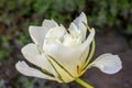 White Hybrid Tulip