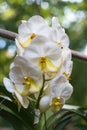 White hybrid vanda orchid flower