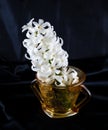 White Hycinth In A Sugar Cup Vase On A Black Background