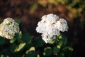 White hydranea in summer garden in the evening rays of the sun Royalty Free Stock Photo