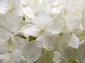 White Hydrangea