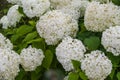 hydrangea Annabelle