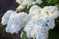 White Hydrangea arborescens Annabelle, backlit by the evening sun in summer.