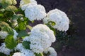 White Hydrangea arborescens Annabelle, backlit by the evening sun in summer.