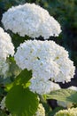 White Hydrangea arborescens Annabelle, backlit by the evening sun in summer.