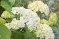 White Hydrangea arborescens Annabelle, backlit by the sun in summer