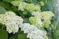 White Hydrangea arborescens Annabelle, backlit by the sun in summer