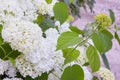 White Hydrangea arborescens Annabelle, backlit by the sun in summer.