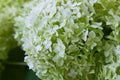 White Hydrangea arborescens Annabelle, after blooming, green seeds.