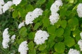 white Hydrangea arborescens