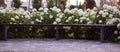 White hydrangea blooming in the evening summer garden