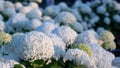 White hydrangea blooming in the evening summer garden Royalty Free Stock Photo