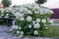 White hydrangea blooming in the evening summer garden