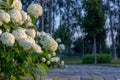 White hydrangea blooming in the evening summer garden Royalty Free Stock Photo