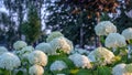 White hydrangea blooming in the evening summer garden Royalty Free Stock Photo