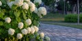 White hydrangea blooming in the evening summer garden Royalty Free Stock Photo