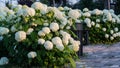 White hydrangea blooming in the evening summer garden Royalty Free Stock Photo