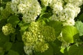 White hydrangea blooming flowers,green leaves, Natural background. Garden plant. Floral