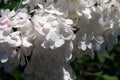 White hydrangea blooming in summer park Royalty Free Stock Photo