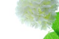 White Hydrangea Blossom