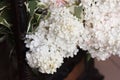 White hydrangea blossoms with variegated leaves and rustic frame Royalty Free Stock Photo
