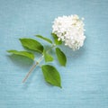 White Hydrangea on blue fabric Royalty Free Stock Photo