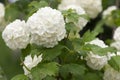 White hydrangea bush