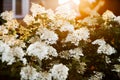 Sunset light and white hydrangea flowers