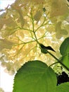 White hydrangea canopy with stem leaves