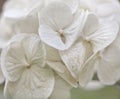 White hydrangea, close-up of a flower