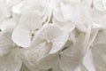 White hydrangea, close-up of a flower