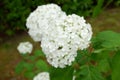 White  hydrangea. flower Royalty Free Stock Photo