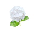 White hydrangea or hortensia flower closeup isolated on white. Transparent png additional format Royalty Free Stock Photo