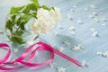 White hydrangea flower with leaves in glass vase and pink ribbon on blue wooden background