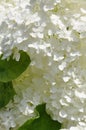 White hydrangea flower head Royalty Free Stock Photo