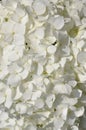 White hydrangea flower head Royalty Free Stock Photo