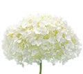 White Hydrangea Flower Isolated Closeup Mophead Royalty Free Stock Photo