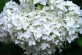 White hydrangea flower, Mop Annabelle H. Arborescens, Hydrangea tree Hydrangea Anabelle Cold-resistant bush. Inflorescences with Royalty Free Stock Photo