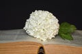 White hydrangea flower and old book