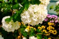 White hydrangea flower under sunlight in the garden. Oakleaf Hydrangea in the park. Royalty Free Stock Photo