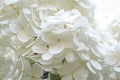 White hydrangea flowering plant. Flowers backdrop.