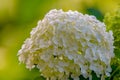 White Hydrangea Flowers in Afternoon Sunlight in Minnesota Royalty Free Stock Photo