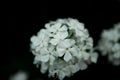 White hydrangea flowers on black