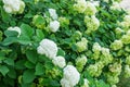 White Hydrangea flowers are blooming in spring and summer in tow Royalty Free Stock Photo