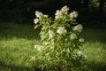 White hydrangea flowers bush on dark green lawn background in early evening sunset sepia tone with long shadows Royalty Free Stock Photo